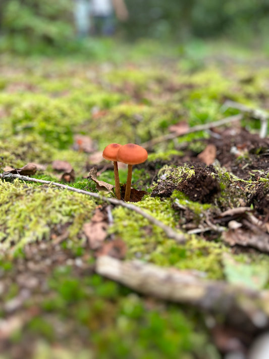 De Belangrijkheid van Duurzame Landbouw: Onze Toekomst in Groene Handen