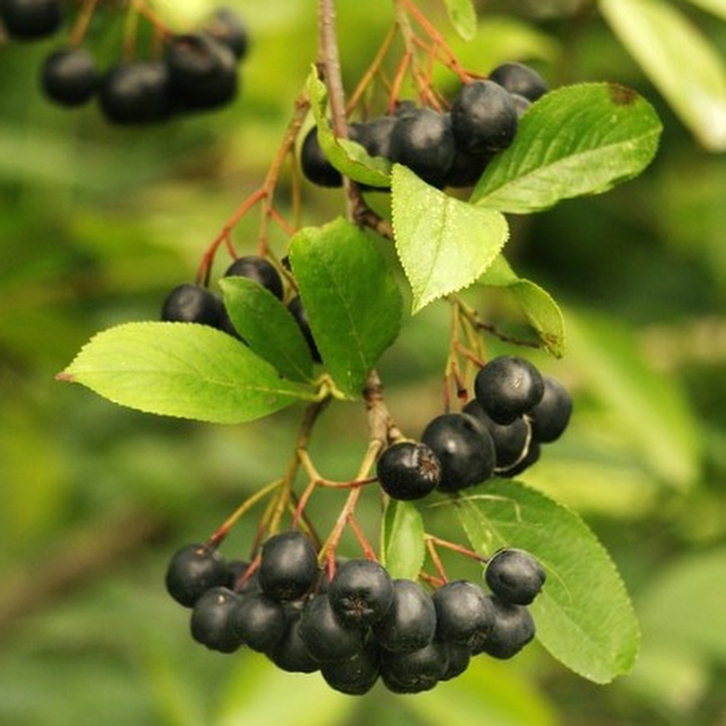 Appelbes