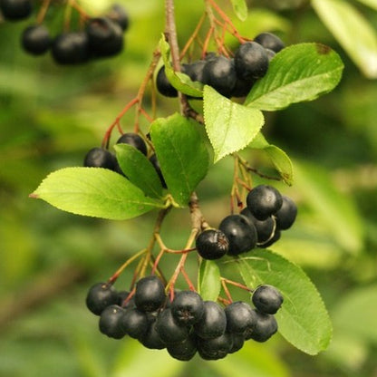Jostabes, Kroosje, Appelbes en Sleedoorn. Bevroren